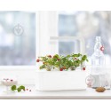 Сменный картридж Click and Grow Дикая клубника