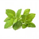 Сменный картридж Click and Grow Мелисса