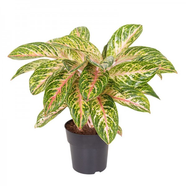 Аглаонема Коко Мелон / Aglaonema Coco Melon