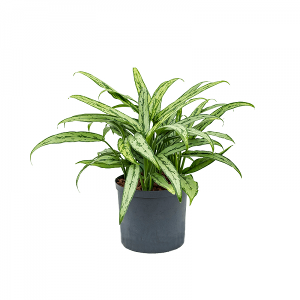Аглаонема Кутласс / Aglaonema Cutlass