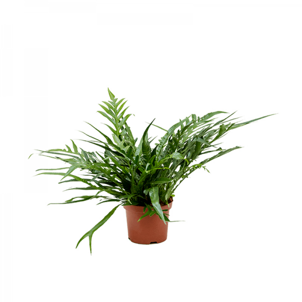 Аглаонема Джим / Aglaonema Jim