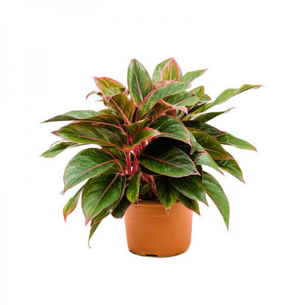 Аглаонема Ліпстік / Aglaonema Lipstick