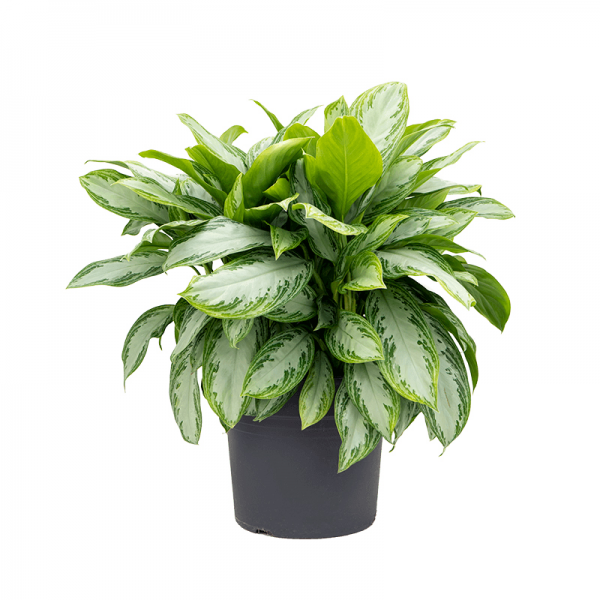 Аглаонема Сільвер Бей / Aglaonema Silver Bay