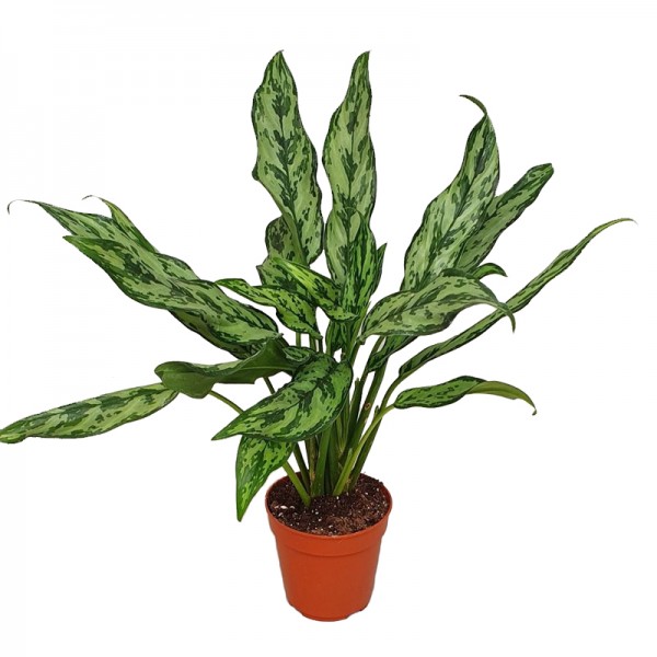 Аглаонема Місс Джульетта / Aglaonema Miss Juliette