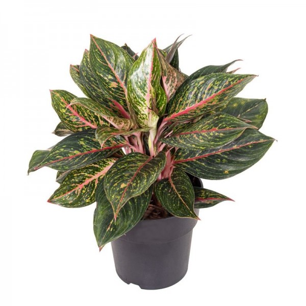 Аглаонема Пеппер Беллс / Aglaonema Pepper Bells