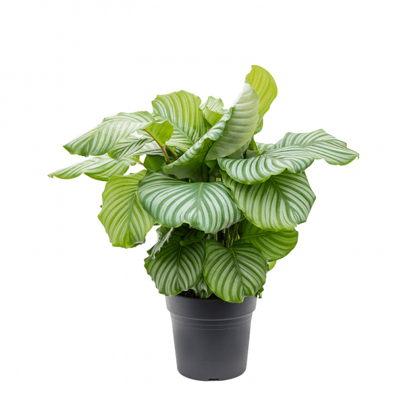 Калатея Орбифолия / Calathea Orbifolia