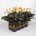 Калатея Тасмания / Calathea Tassmania