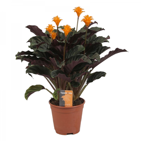 Калатея Тасмания / Calathea Tassmania