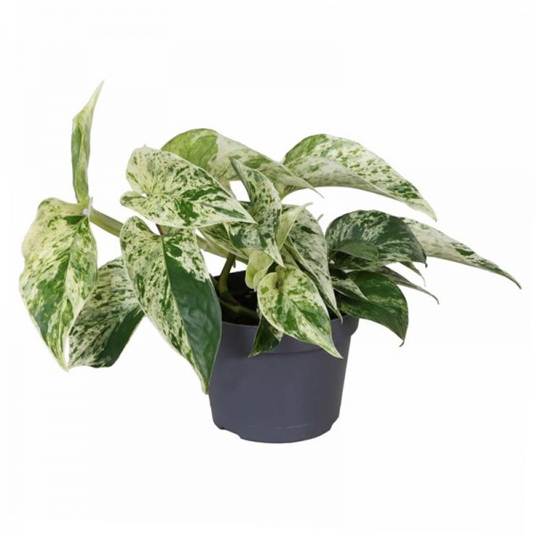 Епіпремнум Марбл Квин / Epipremnum Marble Queen