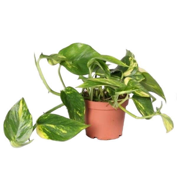Епіпремнум Ауреум / Epipremnum Aureum