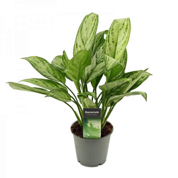 Аглаонема Грінлайт / Aglaonema Greenlight