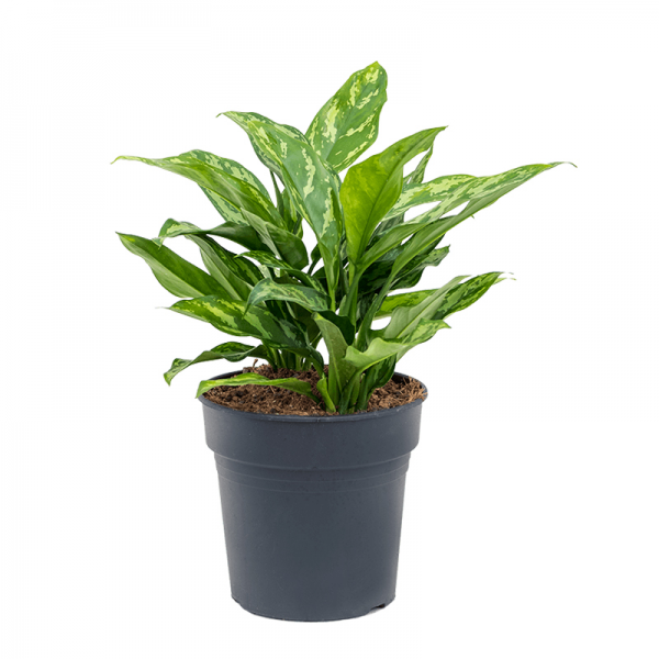 Аглаонема Марія / Aglaonema Maria