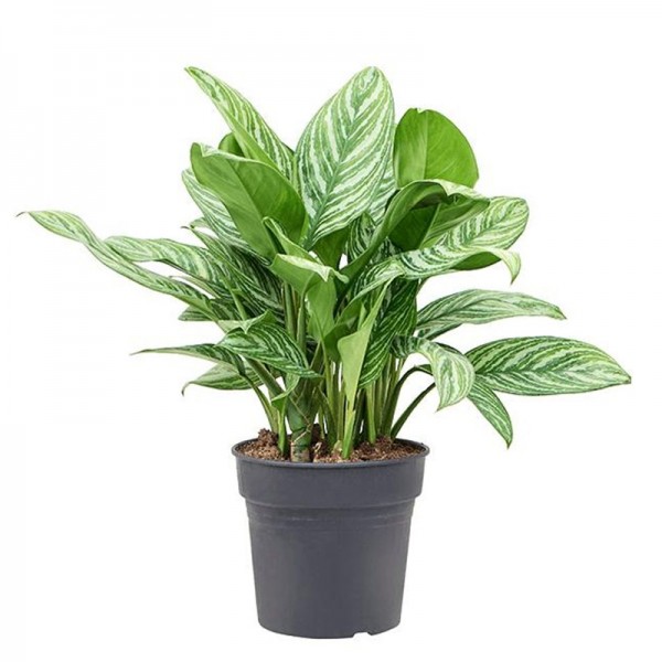 Аглаонема Страйпс / Aglaonema Stripes