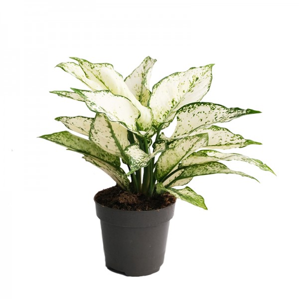Аглаонема Вайт Ківі / Aglaonema White Kiwi