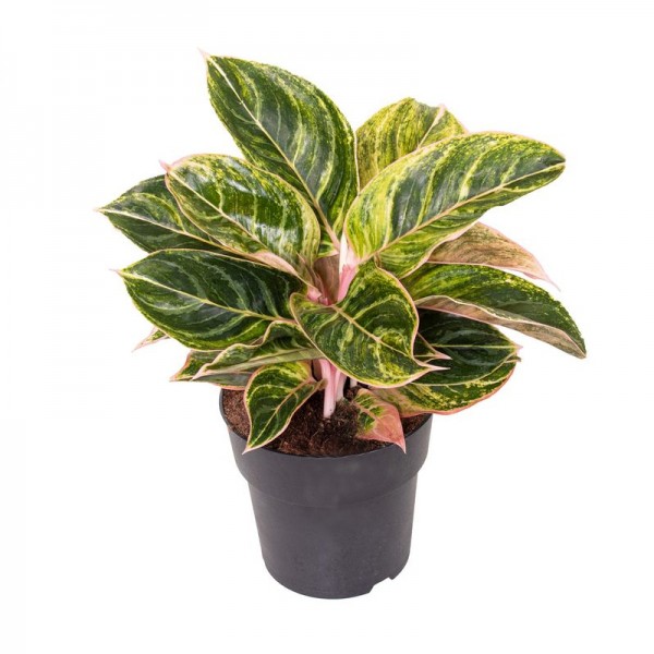 Аглаонема Зебріна Пінк / Aglaonema Zebrina Pink