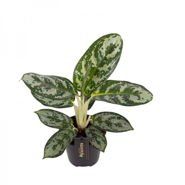 Аглаонема 'Амазон Сільвер' / Aglaonema 'Amazon Silver' Ø12см ↑25-35см