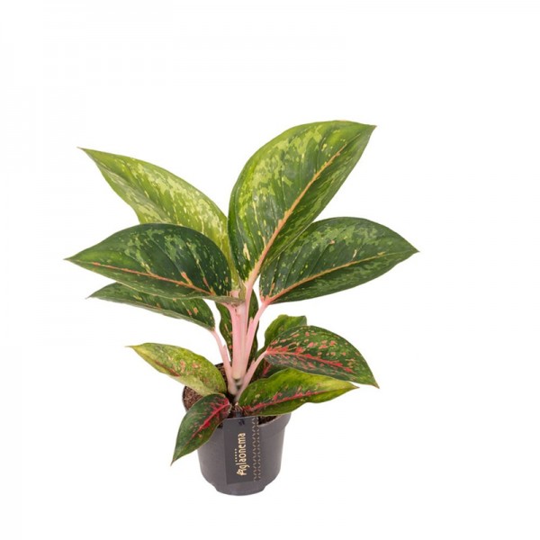 Аглаонема 'Камо Кармін' / Aglaonema 'Camo Carmine' Ø12см ↑35-45см