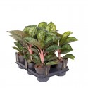 Аглаонема 'Камо Рубіна' / Aglaonema 'Camo Rubina' Ø12см ↑35-40см