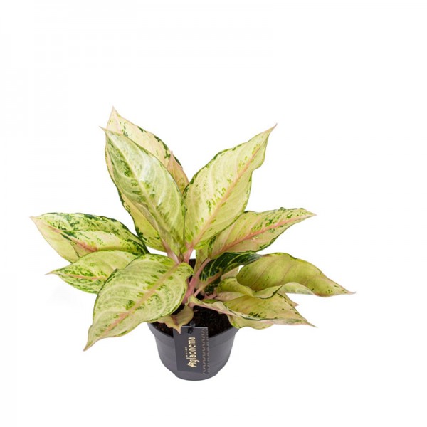 Аглаонема 'Шартрез Претті' / Aglaonema 'Chartreuse Pretty' Ø12см ↑25-35см