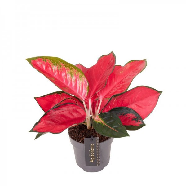 Аглаонема 'Чілі Ред' / Aglaonema 'Chili Red' Ø12см ↑25-35см