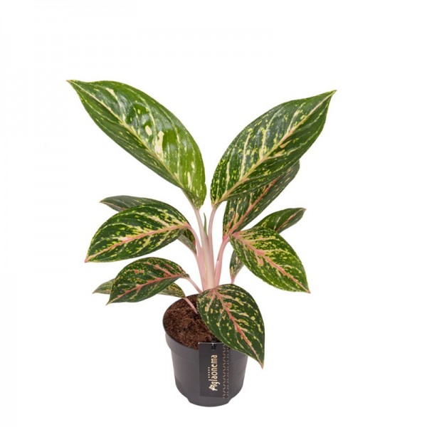 Аглаонема Коко Грін / Aglaonema Coco Green Ø12см ↑35-45см