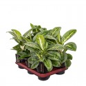 Аглаонема Лемон Мінт / Aglaonema Lemon Mint Ø12см ↑35-45см