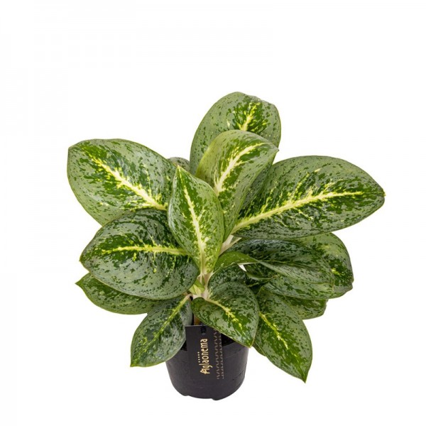Аглаонема Лемон Мінт / Aglaonema Lemon Mint Ø12см ↑35-45см