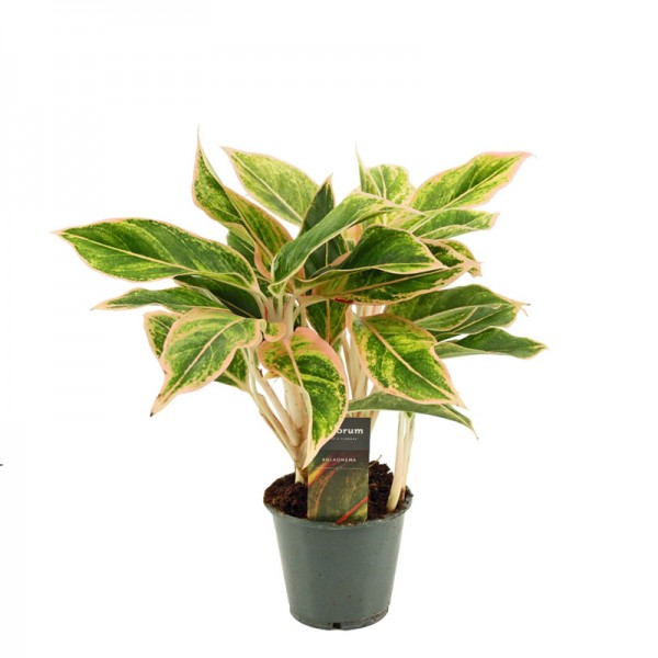 Аглаонема 'Ліпстік Пінк' / Aglaonema 'Lipstick Pink' Ø12см ↑35-45см