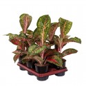 Аглаонема 'Лічі Ред' / Aglaonema 'Lychee Red' Ø12см ↑35-45см
