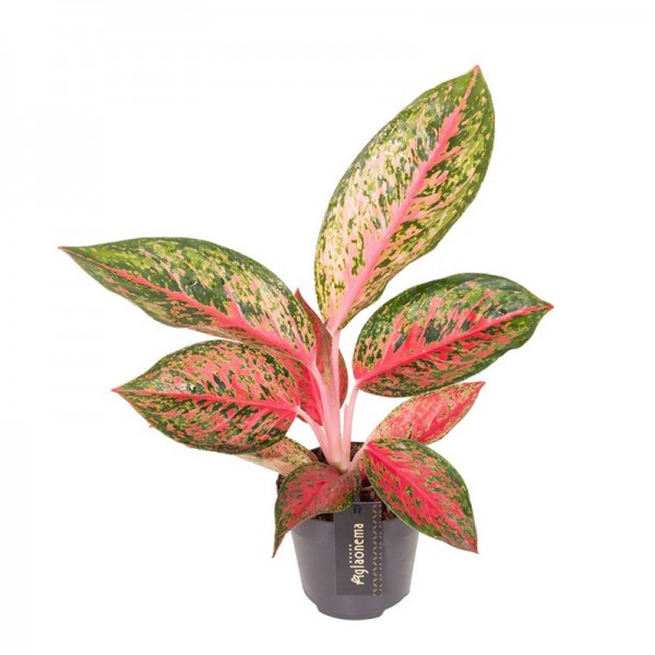 Аглаонема 'Лічі Ред' / Aglaonema 'Lychee Red' Ø12см ↑35-45см