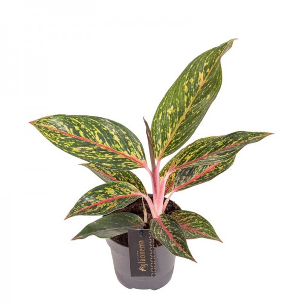 Аглаонема 'Пеппер Белз' / Aglaonema 'Pepper Bells' Ø12см ↑35-45см