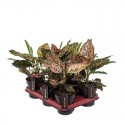 Аглаонема 'Пінк Леопард' / Aglaonema 'Pink Leopard' Ø12см ↑25-35см