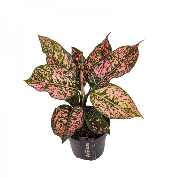 Аглаонема 'Пінк Леопард' / Aglaonema 'Pink Leopard' Ø12см ↑25-35см
