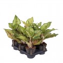 Аглаонема 'Пістачіо Пінк' / Aglaonema 'Pistachio Pink' Ø12см ↑25-30см