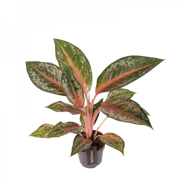 Аглаонема 'Памкін Грін' / Aglaonema Pumkin Green Ø12см ↑35-45см