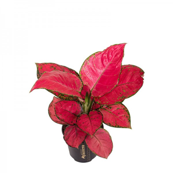 Аглаонема 'Ред Джой' / Aglaonema 'Red Joy' Ø12см ↑25-35см