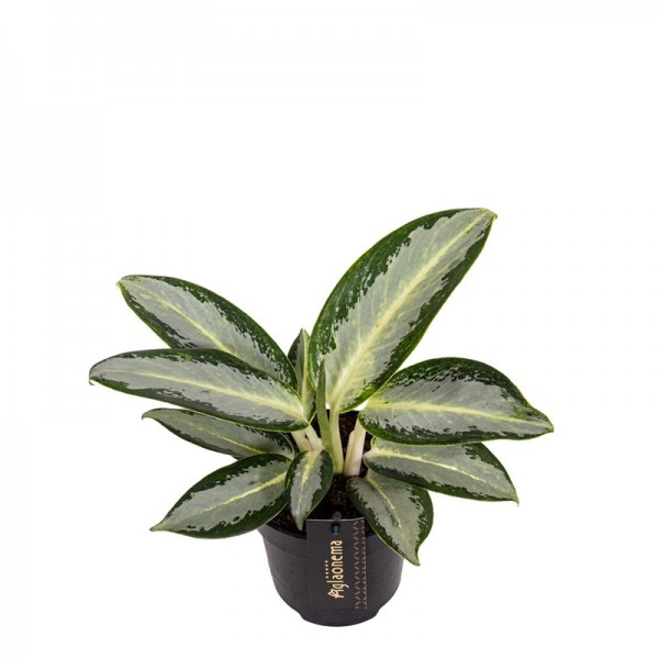 Аглаонема Сільвер Блу / Aglaonema Silver Blue Ø12см ↑25-35см