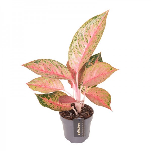 Аглаонема 'Танго Пінк' / Aglaonema 'Tango Pink' Ø12см ↑35-45см