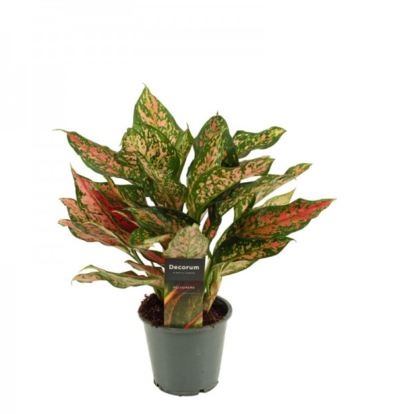 Аглаонема 'Уньямані Ред' / Aglaonema 'Unyamanee Red' Ø12см ↑30-40см