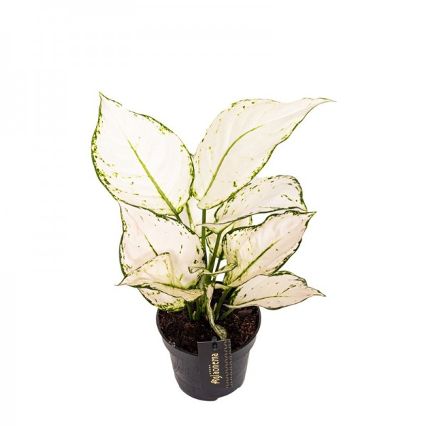 Аглаонема Вайт Джой / Aglaonema White Joy Ø12см ↑30-40см