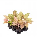 Аглаонема 'Корн Сілк' / Aglaonema 'Corn Silk' Ø12см ↑25-30см