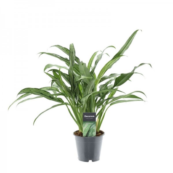 Аглаонема Кутласс / Aglaonema Cutlass Ø12см ↑35-45см