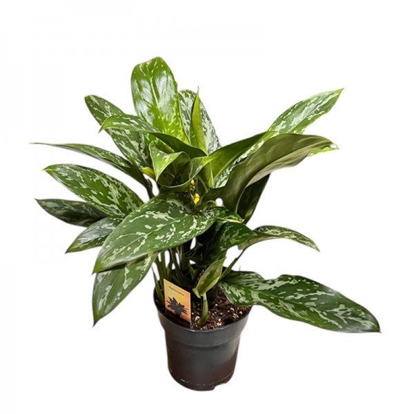 Аглаонема 'Грін Леді' / Aglaonema 'Green Lady' Ø17см ↑40-50см
