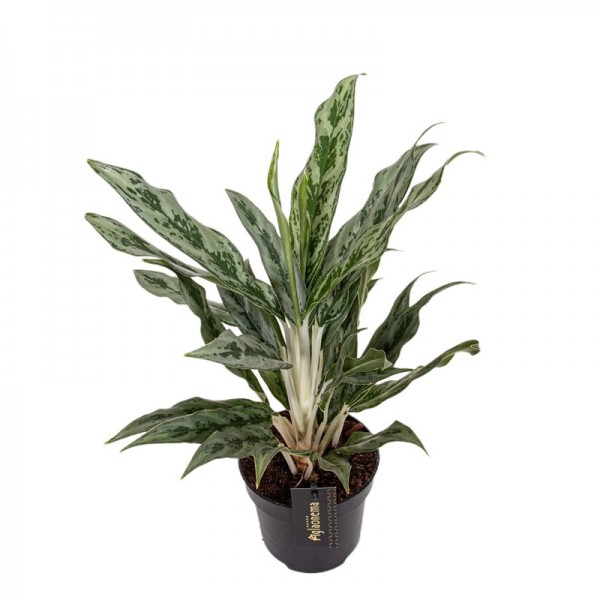 Аглаонема Грейхаунд / Aglaonema Greyhound Ø12см ↑30-40см