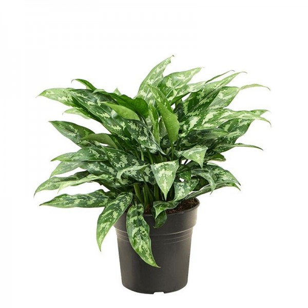 Аглаонема Марія / Aglaonema Maria Ø14см ↑35-45см