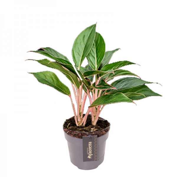 Аглаонема 'Містеріо' / Aglaonema 'Misterio' Ø12см ↑30-40см