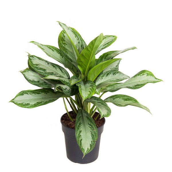 Аглаонема Сільвер Бей / Aglaonema Silver Bay Ø17см ↑50-55см