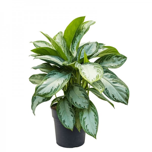 Аглаонема 'Сильвер Бей' / Aglaonema 'Silver Bay' Ø21см ↑55-65см