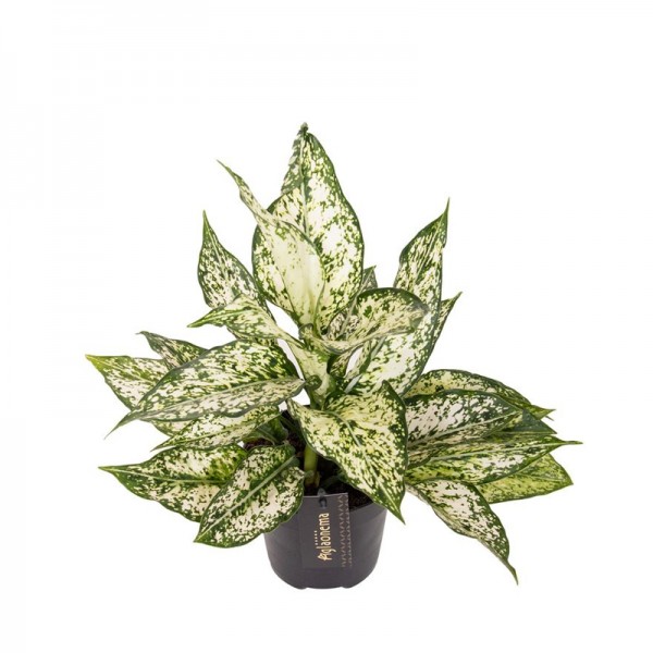 Аглаонема 'Вайт Ківі' / Aglaonema 'White Kiwi' Ø12см ↑30-40см