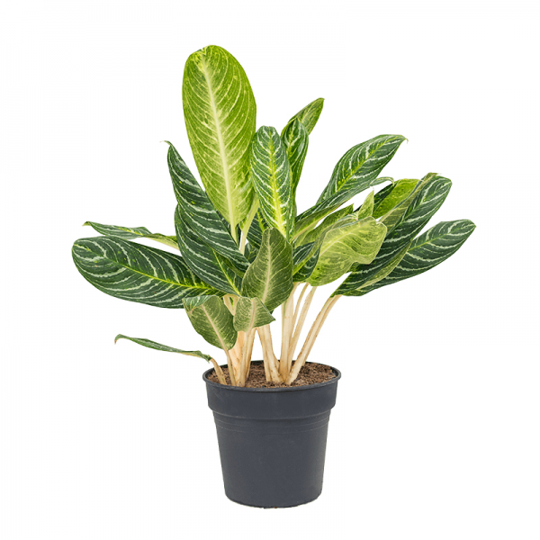 Аглаонема Кей Лайм / Aglaonema Key Lime